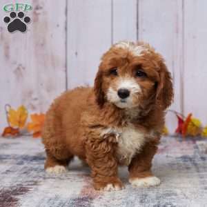 Jase, Mini Goldendoodle Puppy